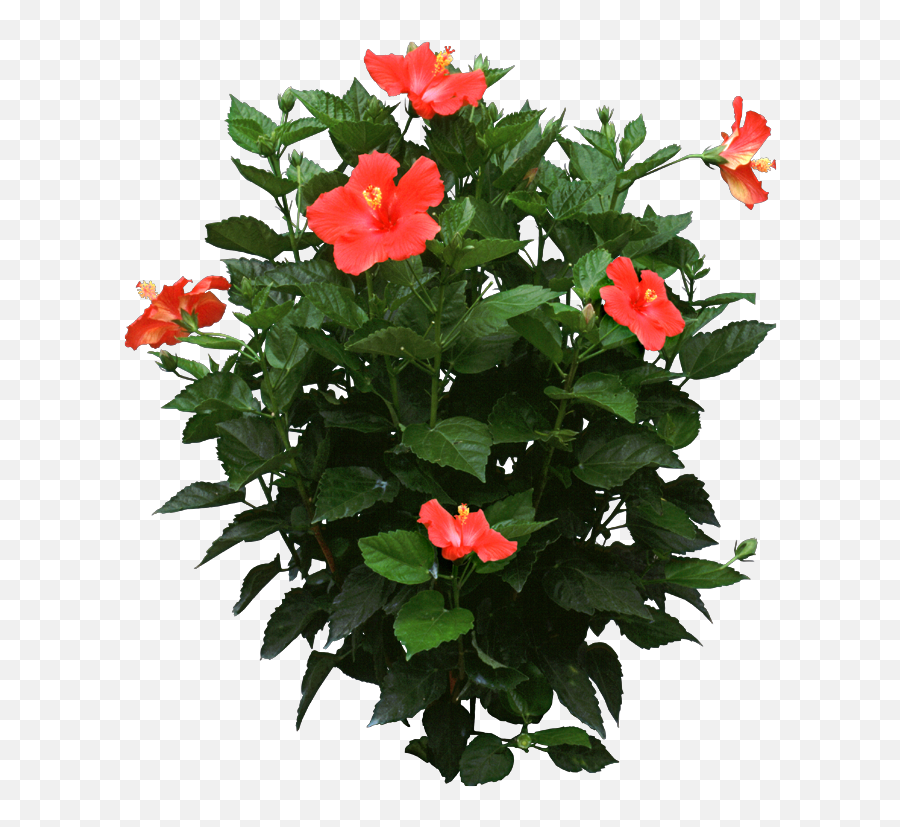 Bush Plant Png - Propagate Hibiscus Plants During The Spring Hibiscus Plant Images Png,Bushes Png