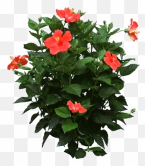 Bush Plant Png - Propagate Hibiscus Plants During The Spring Images Png