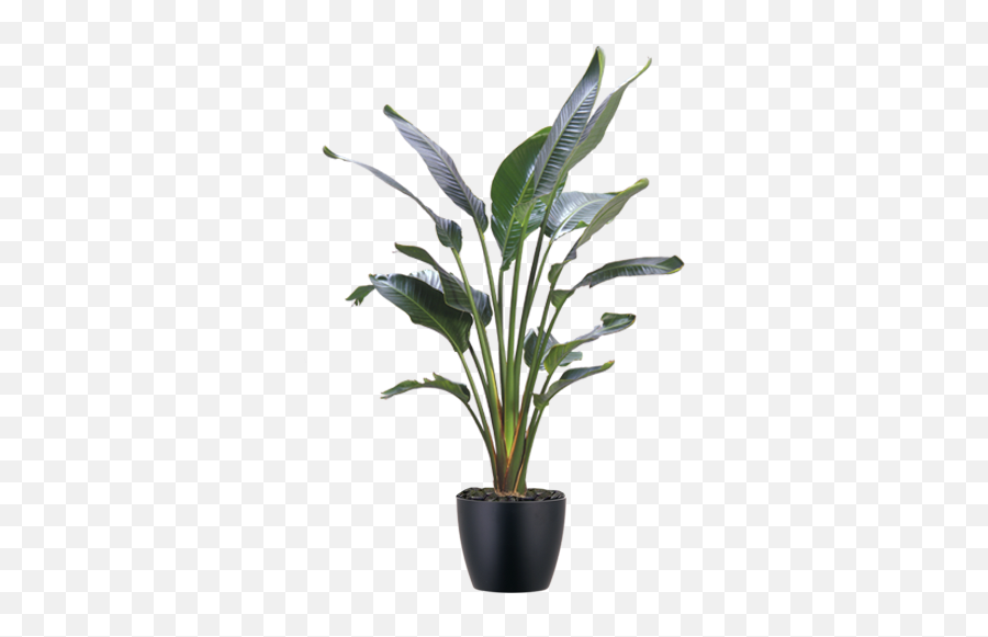Indoor Plant Catalog - Boston Cityscapes Plant Bird Of Paradise Transparent Png,Tropical Plants Png