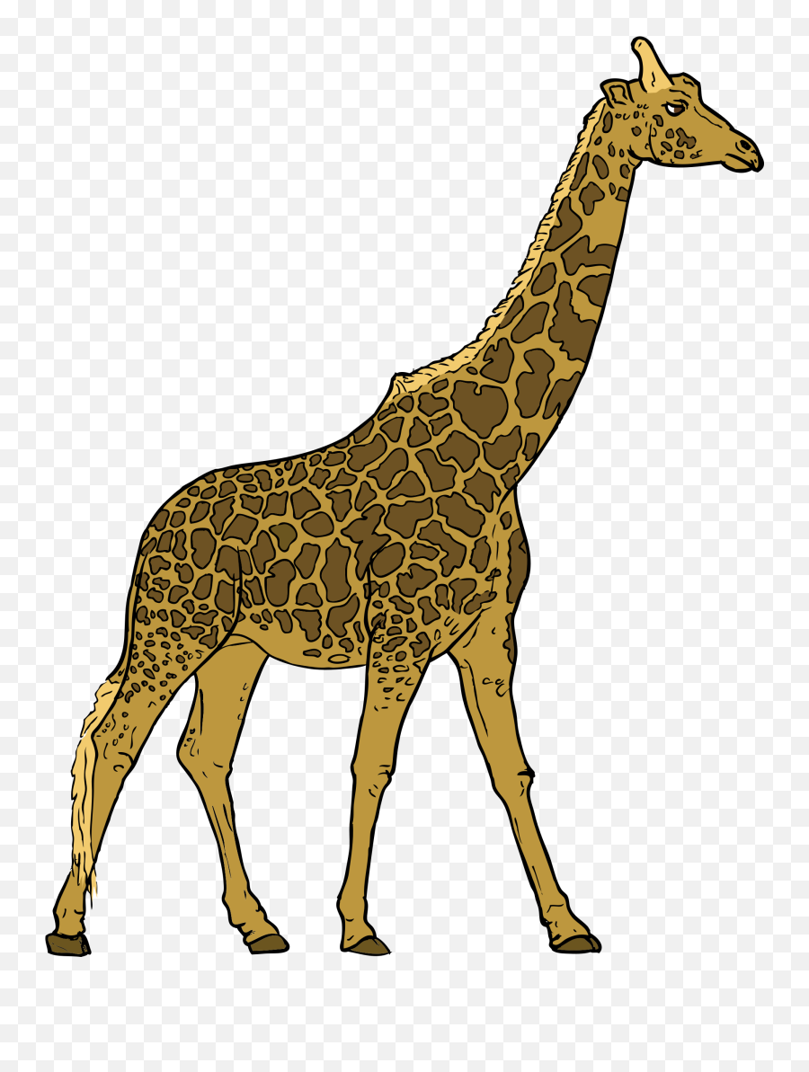 Giraffe Png Transparent Picture - Giraffe Clipart,Giraffe Transparent Background