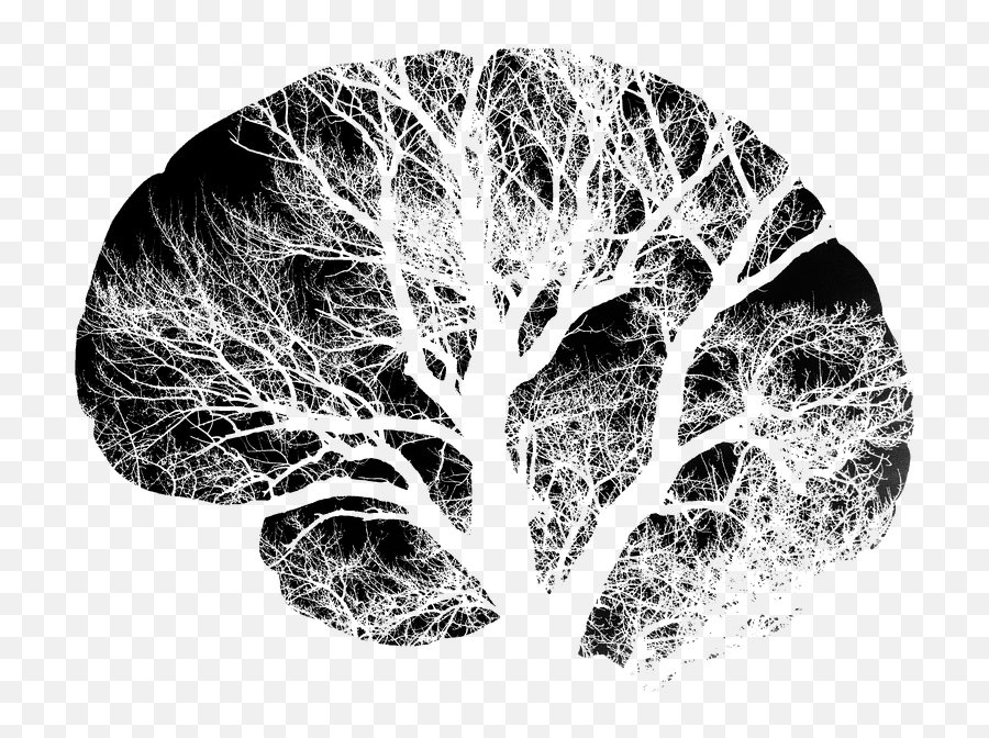 Brain Tree Black Free Image - Png Images Transparent White Brain Clipart,Tree Illustration Png