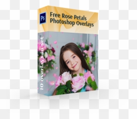 Download Free Rose Petals Overlaysrose - Artificial Flower png