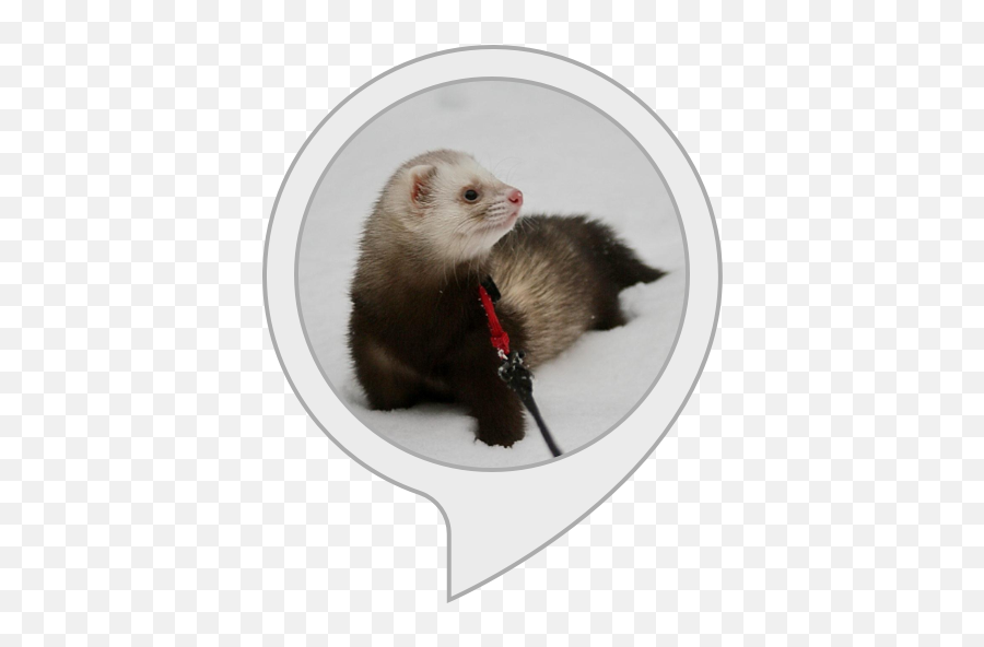 Amazoncom Ferret Trivia Alexa Skills - Ferret Png,Ferret Png