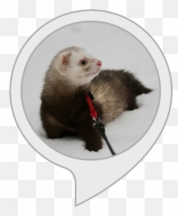 Amazoncom Ferret Trivia Alexa Skills - Ferret Png,Ferret Png