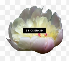 Download Hd Peonies Flowers Peony - Tulip Transparent Png Tulip,Peonies Png