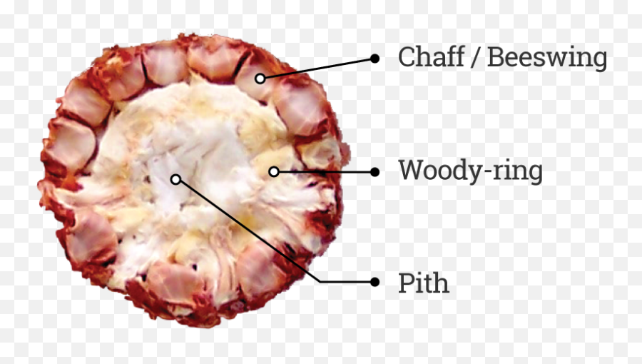 Why Corncob - Green Products Company Parts Of A Maize Cob Png,Corn Cob Png