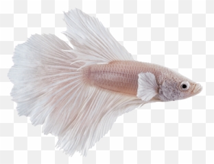 Male White Opal Betta Splendens - White Opal Betta Fish Png,Betta Fish Png