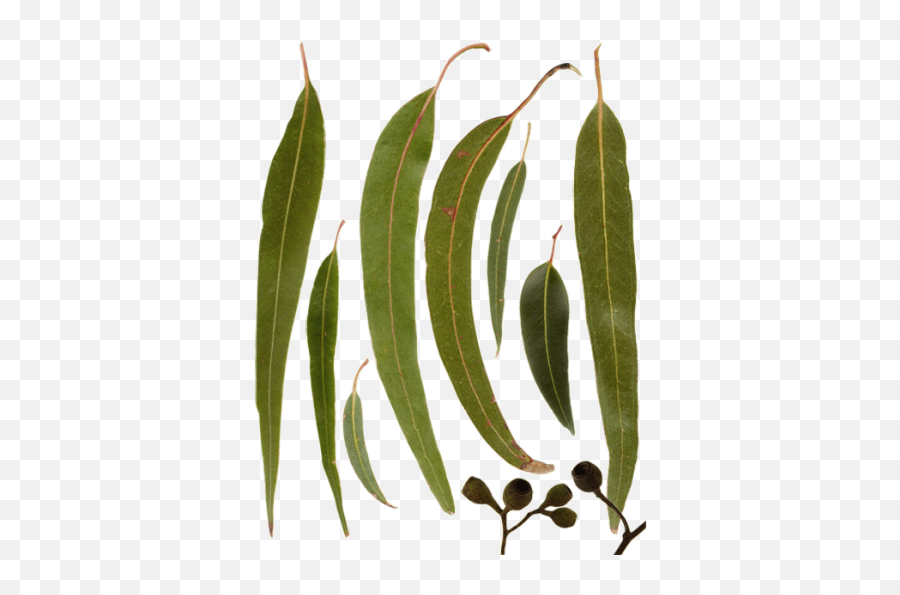 Leaf Png And Vectors For Free Download - Australian Gum Tree Leaves,Eucalyptus Leaves Png