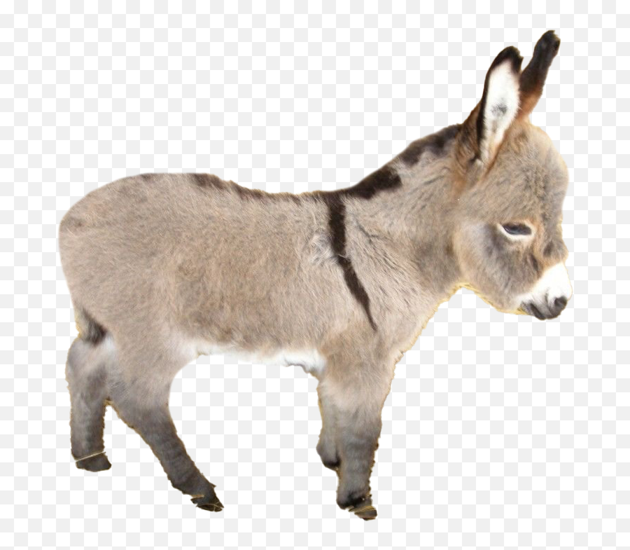 Donkey Png Image Mart - Burro,Burro Png