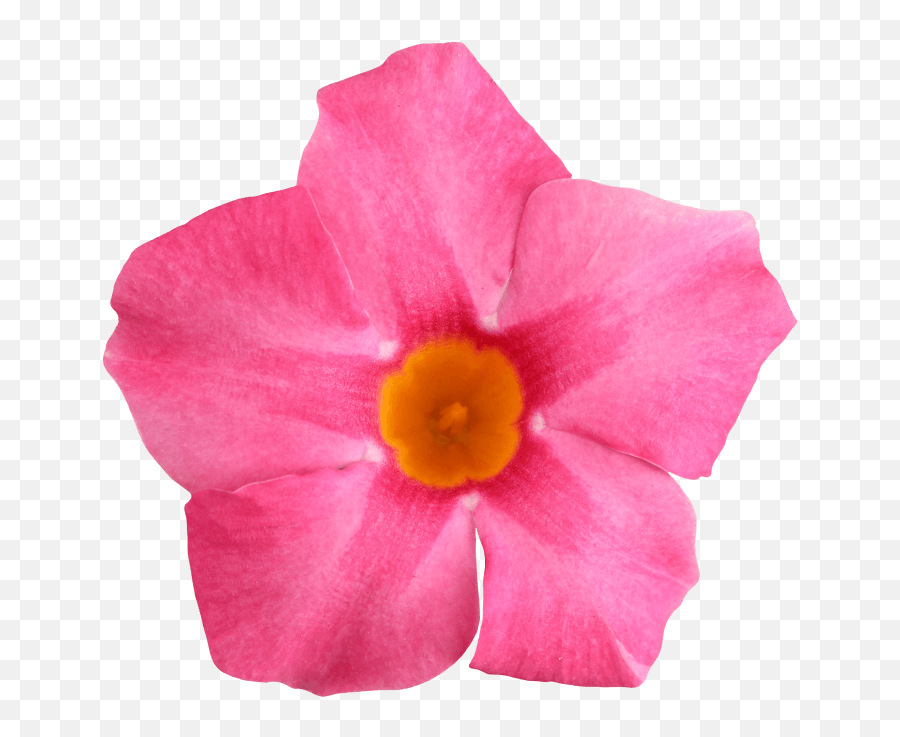 Sundaville Rose Star Worldu0027s No1 Mandevilla Dipladenia - Star Flower Png,Rose Vines Png