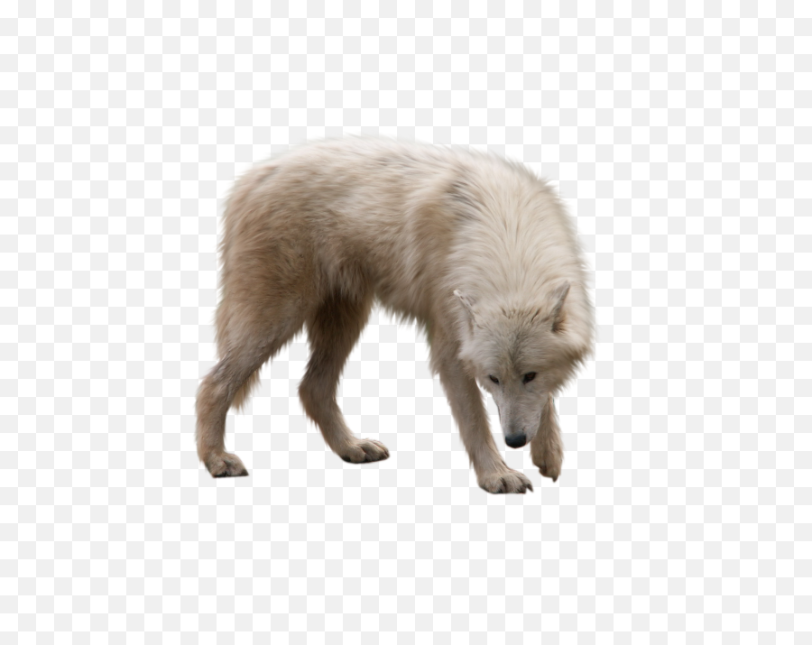 Snow Wolf Png 1 Image Gif