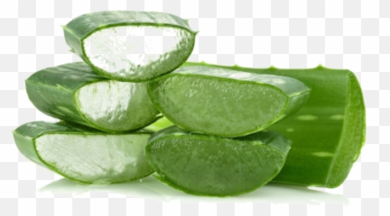 Aloe Vera - Labial De Aloe Vera Png,Aloe Vera Png