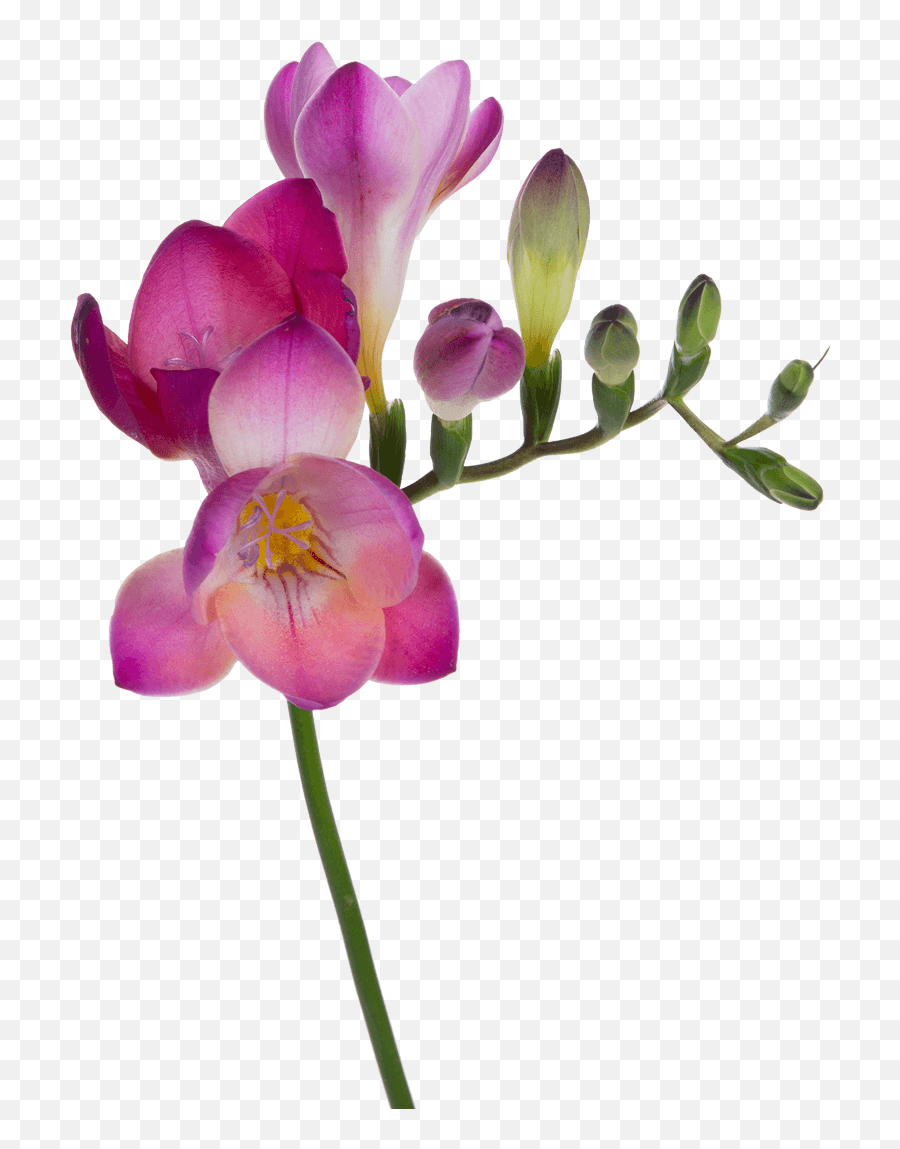 Pink Orchid Png - Moth Orchid 3590000 Vippng Transparent Freesia Png,Orchid Png