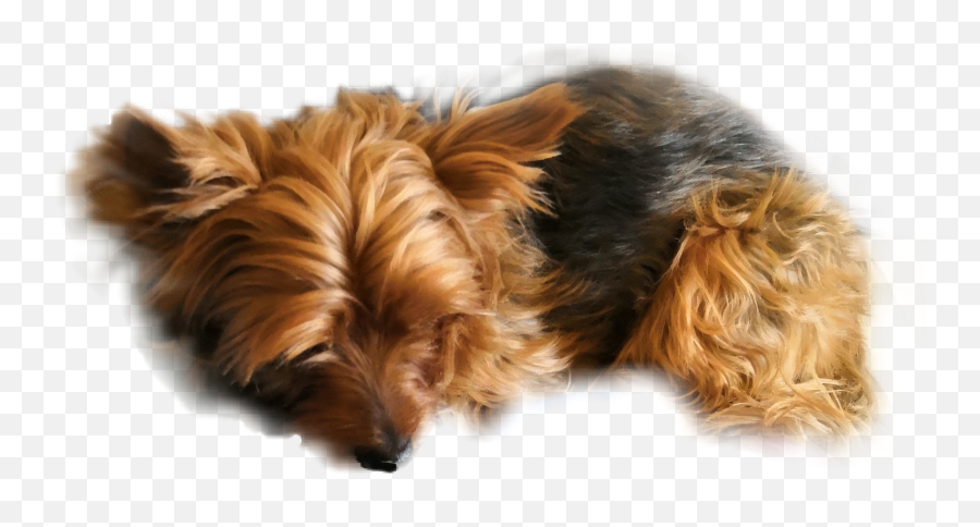 Yorkie Yorkshire Terrier Animal Pet Sticker By Eva M - Vulnerable Native Breeds Png,Yorkie Png