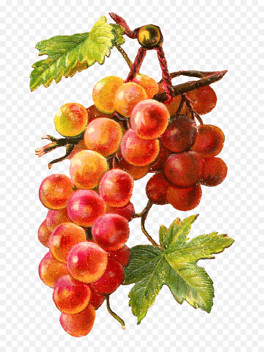 Gold Red Grapes Vine Transparent Png - Muscadine Fruit Vine,Grapes Transparent