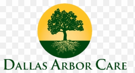 Dallas Arbor Care - 1 Rated Stump Grinding Service Dallas Dallas Arborcare Png,Stump Png