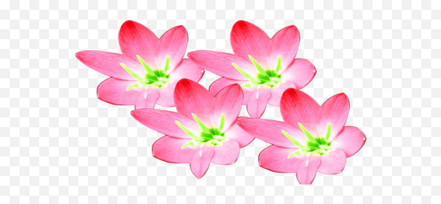 Pink Color Beautiful Transparent - Flowering Dogwood Png,Transparent Pink Flowers