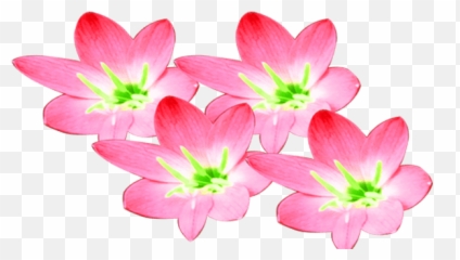 Pink Color Beautiful Transparent - Flowering Dogwood png