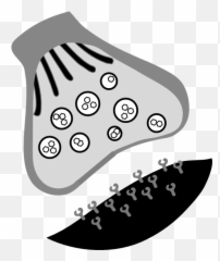 Synapse Part 1 Clip Art - Diagram Black And White png