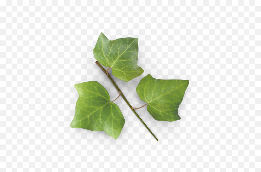 Ivy - Leafbackground Dissco Empty Png,Ivy Leaf Png