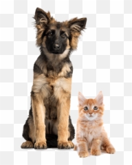 Pet Food Supply Store - British Png,Lol Cat/dog Icon