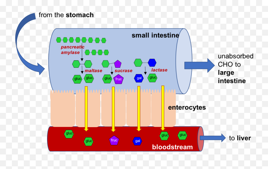 Digestion And Absorption Of Carbohydrates U2013 Nutrition - Digestion And Absorption Of Lactose In The Gut Png,Carbohydrates Icon