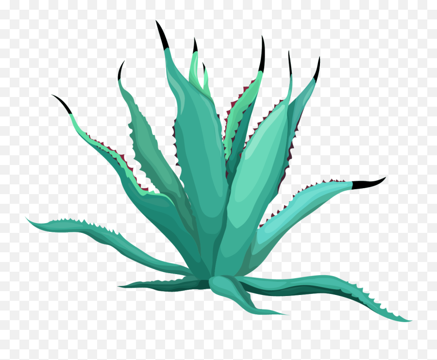 Free Png Cactus - Konfest Agave Azul,Cacti Png