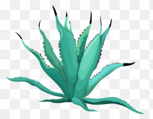 Free Png Cactus - Konfest Agave Azul,Cacti Png