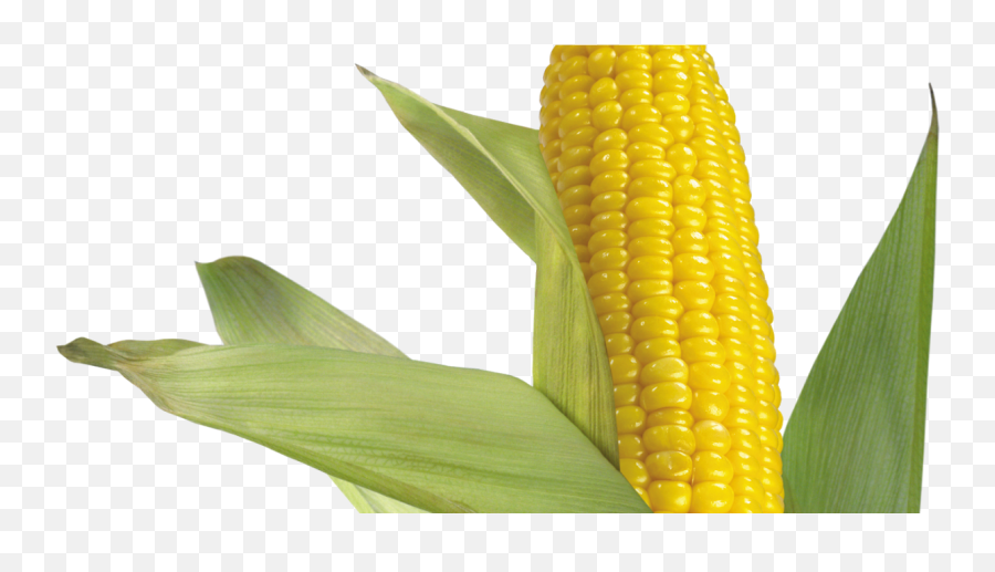 Download Corn Stock Transparent Background Png Image With No