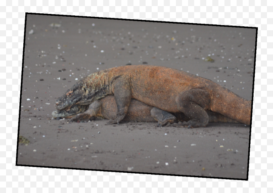 Download Picture9 - Komodo Png,Komodo Dragon Png