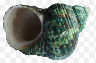 Icon - Sea Shell png download 16001084 Free Transparent Conch