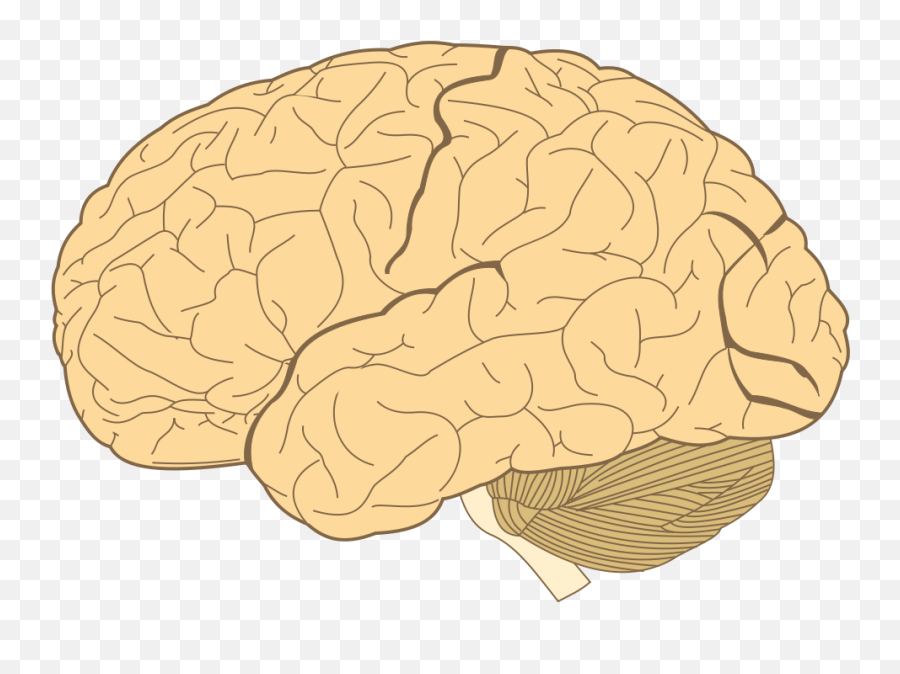 Filehuman - Brainsvg Wikimedia Commons Area De Broca Cerebro Png,Brain Png Icon