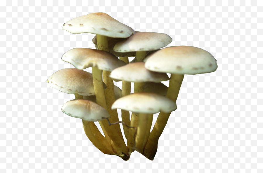 Download Mushroom Png - Transparent Mushroom Png,Mushroom Png