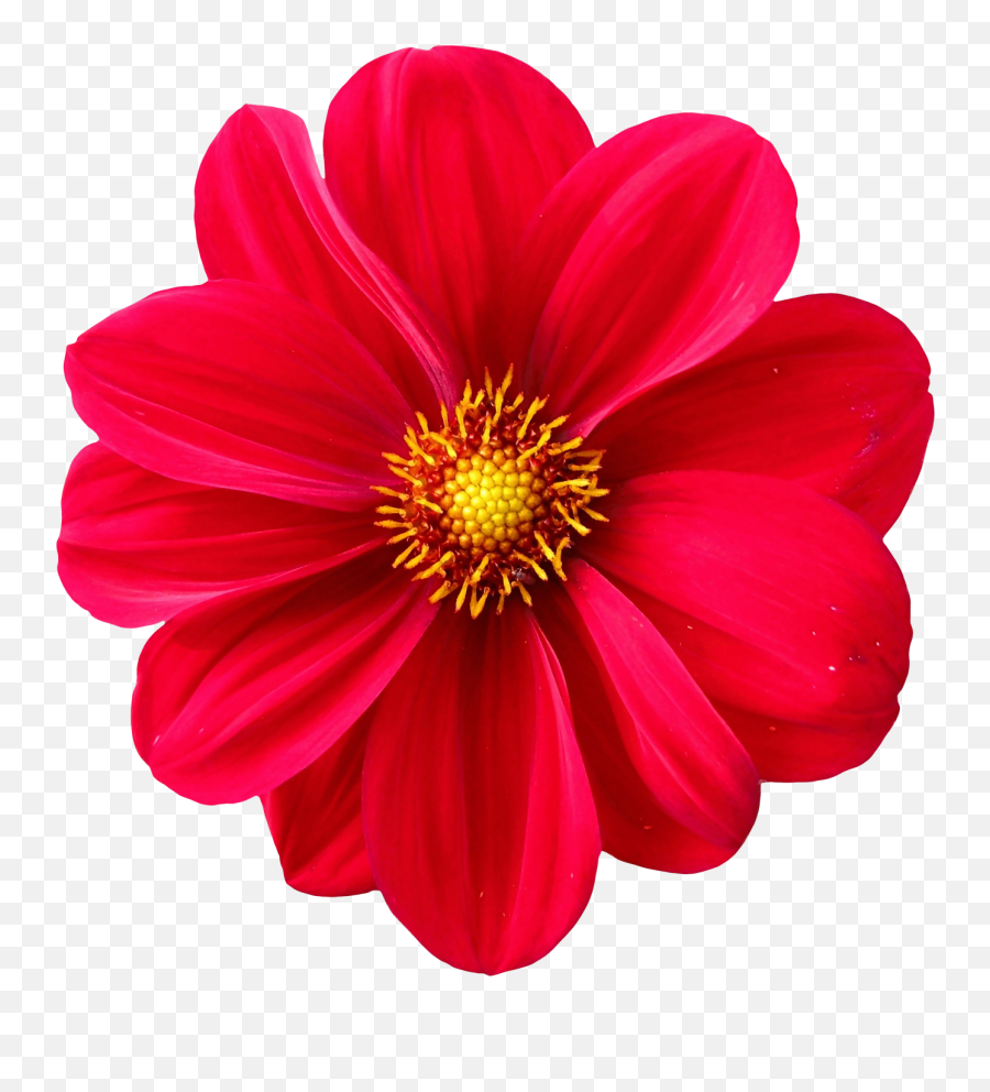 Download Dahlia Flower Png Image For Free - Transparent Flower Png,Flower Cartoon Png