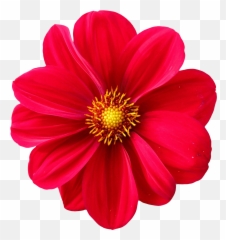 Download Dahlia Flower Png Image For Free - Transparent Flower Png,Flower Cartoon Png