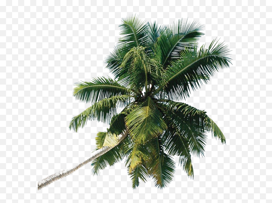 Green Palm Tree Png Photo Image Play - Coconut Tree Png Transparent,Palm Png