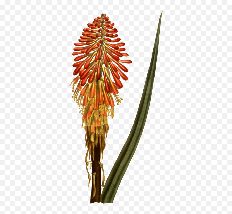 Torch Lilyplantflower Png Clipart - Royalty Free Svg Png Red Hot Poker Transparent,Lily Flower Png