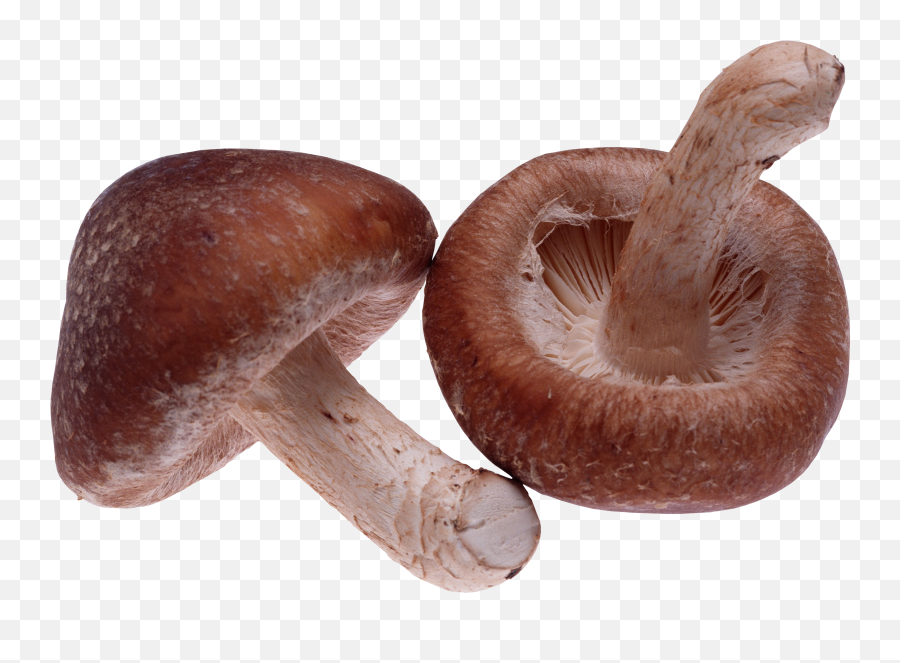 Mushroom Png Image - 1 Shiitake Lentinula Edodes,Mushroom Transparent Background