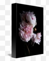 Romantic Peonies By Ann Garrett - Common Peony Png,Peonies Png