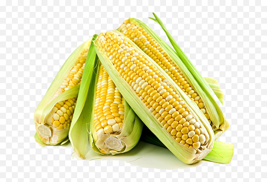 Corn Free Png Image All - Scientific Name Of Corn,Corn Cob Png