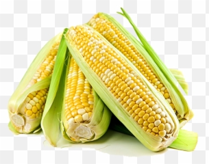 Corn Free Png Image All - Scientific Name Of Corn,Corn Cob Png