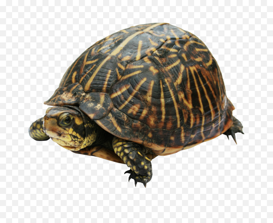 Turtle Clipart Photos - Much Do Turtles Cost Png,Turtle Clipart Png