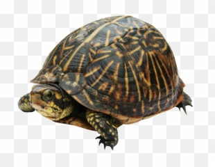 Turtle Clipart Photos - Much Do Turtles Cost Png,Turtle Clipart Png