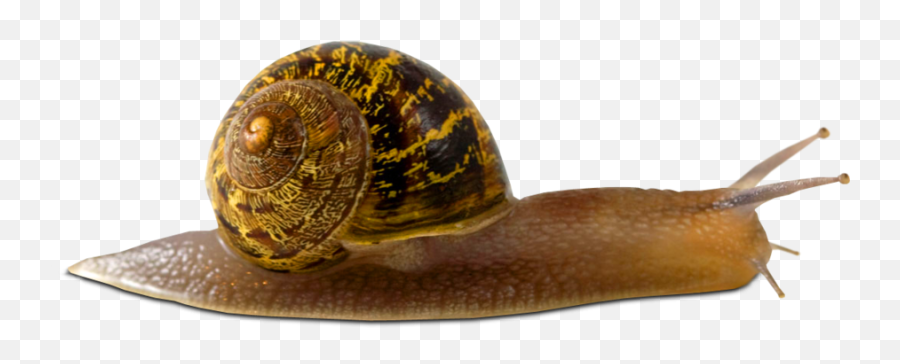 Download Snail Png Picture - Animals Without Blood,Snail Png