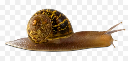 Download Snail Png Picture - Animals Without Blood,Snail Png