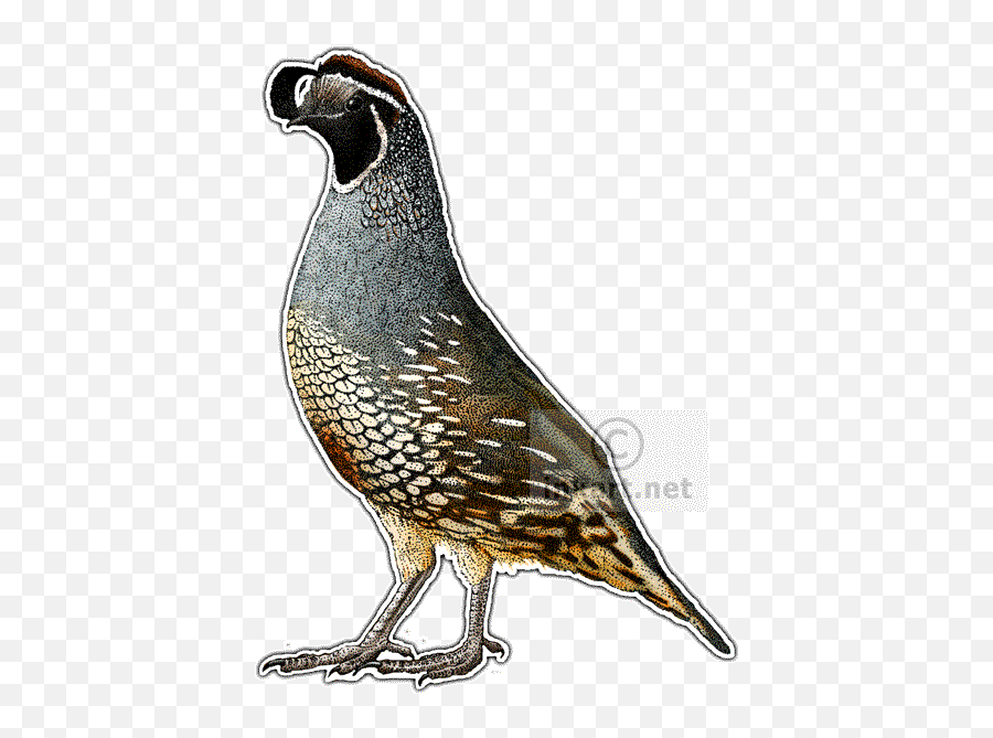 Quail Illustration Png Image - Color Quail Drawing,Quail Png