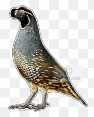 Quail Illustration Png Image - Color Quail Drawing,Quail Png