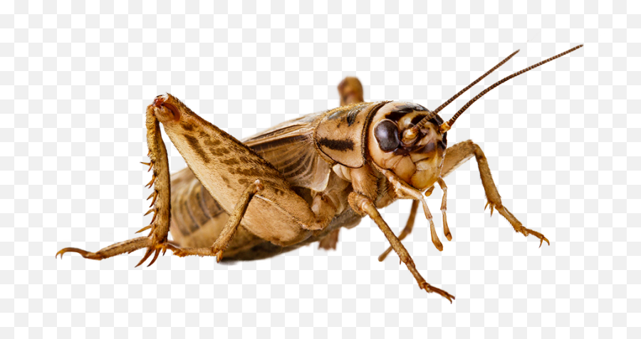 Cricket Insect Png - Insect,Insect Png