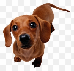 Dachshund Rottweiler Pet Sitting Cat Hor 1557230 - PNG Sausage Dog Transparent Background