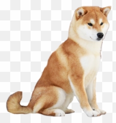 Dog Shikoku Sakhalin Husky Clipart - Hokkaido Png,Husky Transparent